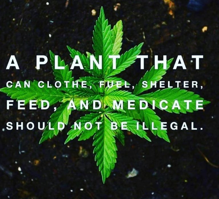 Screenshot_2018-08-23  conscious_awareness_ on Instagram “How can it possibly be that a plant that is capable of all these [...].jpg